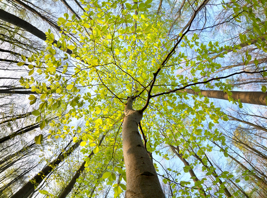 (c) Thinkstock natuur