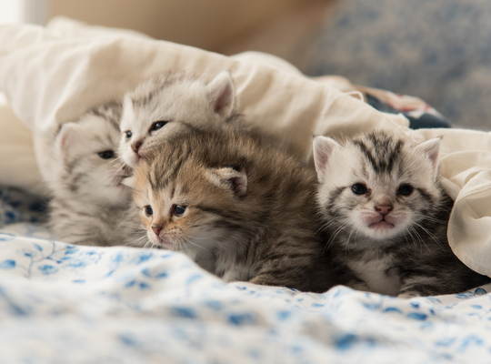 Huisdieren - kleine katjes in deken
